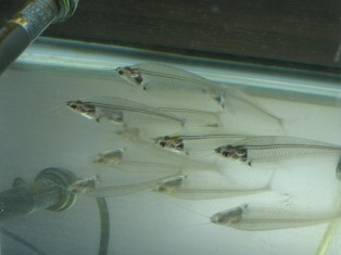 glasscatfish