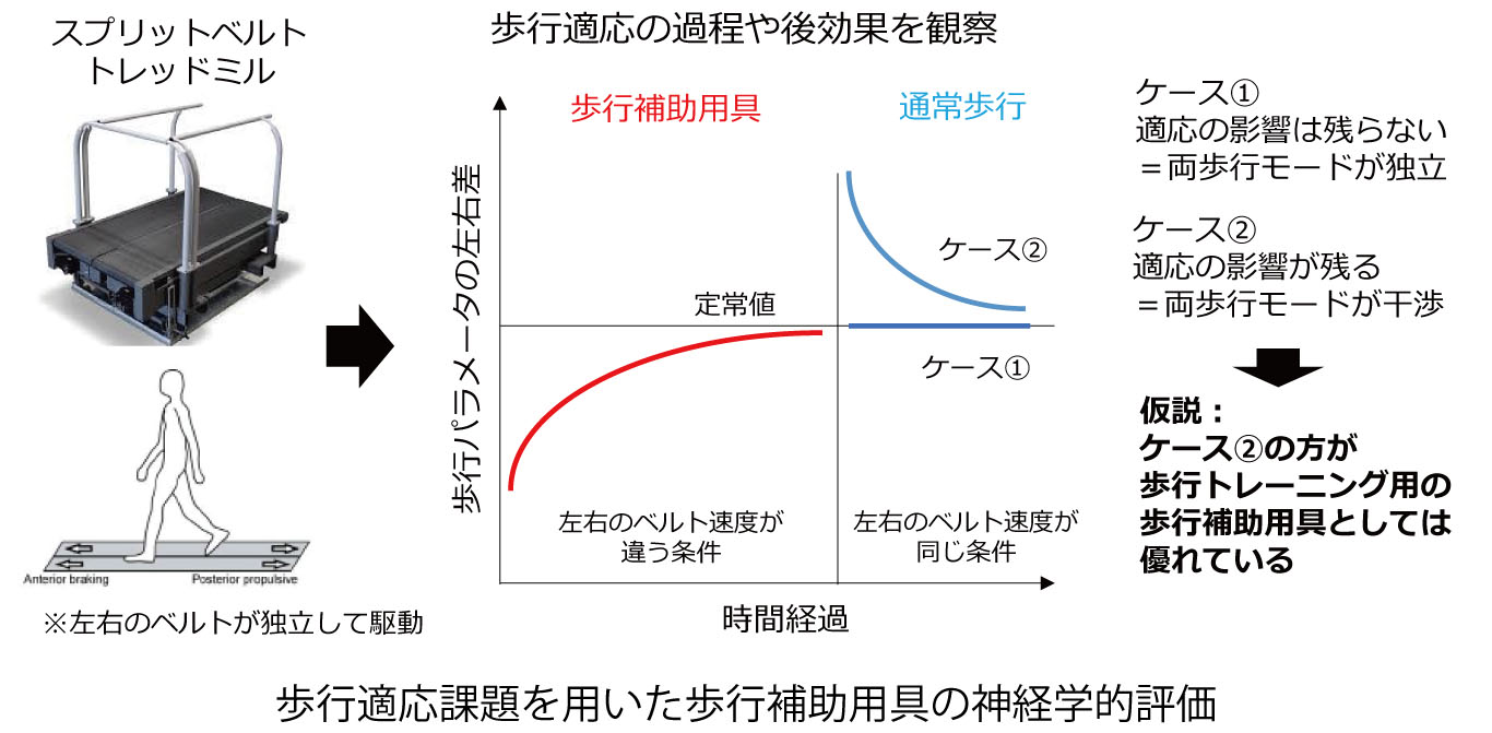 歩行適応の家庭や後効果を観察